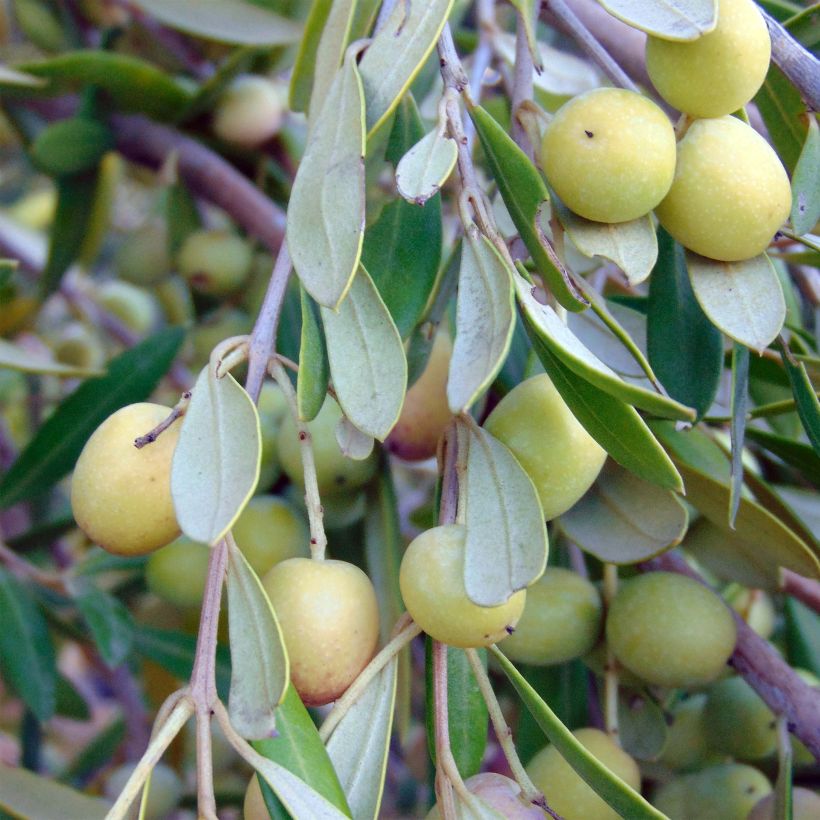 Olea europaea - Olijfboom (Harvest)