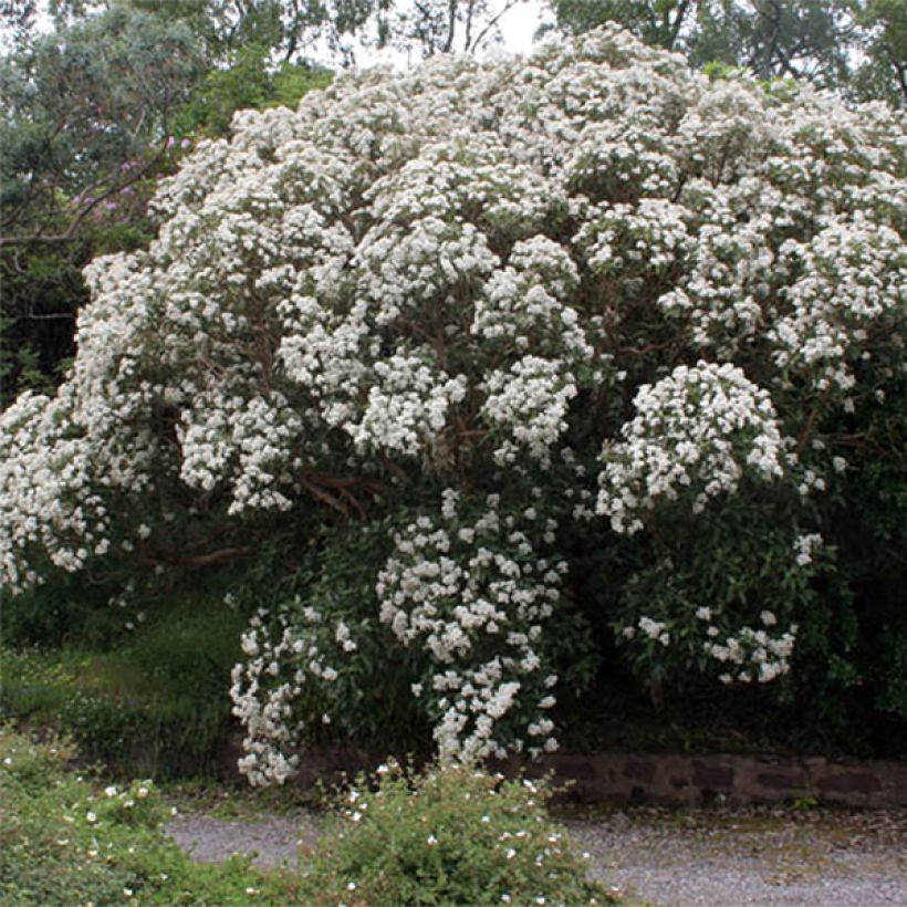 Olearia macrodonta Major - Nieuw-Zeelandse hulst (Flowering)