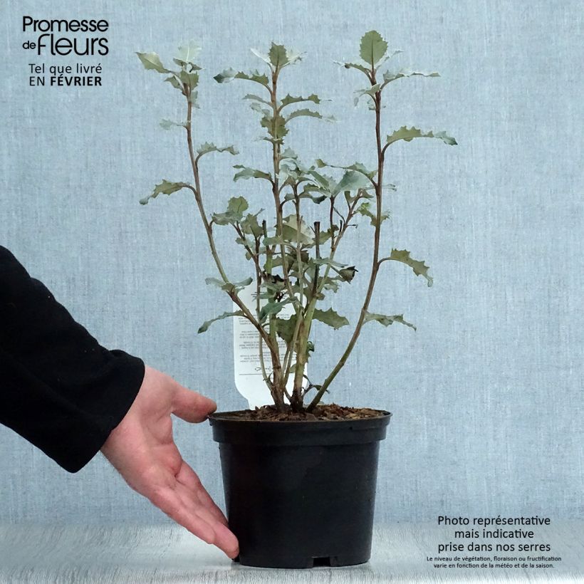 Example of Olearia macrodonta Major - Houx de Nouvelle-Zélande Pot van 2 l/3 l as you get in hiver