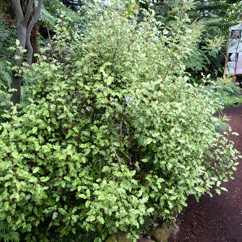 Olearia paniculata - Boomaster (Plant habit)