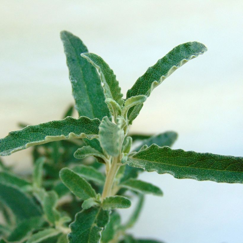 Olearia scilloniensis - Madeliefjesstruik (Foliage)