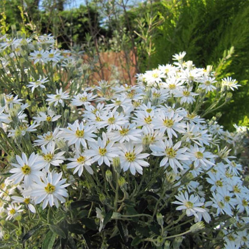 Olearia scilloniensis - Madeliefjesstruik (Flowering)