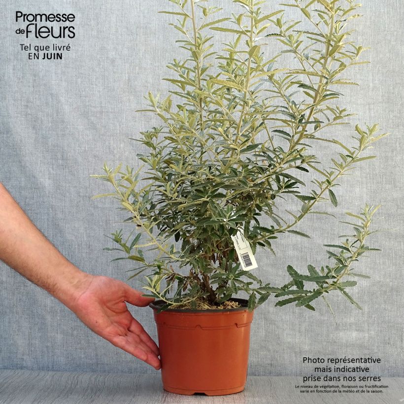Exemplaar van Olearia scilloniensis - Madeliefjesstruik Pot van 3 l/4 l zoals geleverd in de zomer