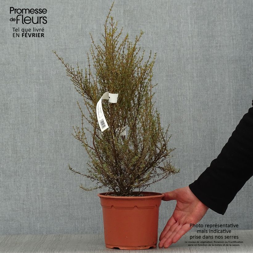 Example of Olearia solandri Aurea  Pot van 2 l/3 l as you get in hiver