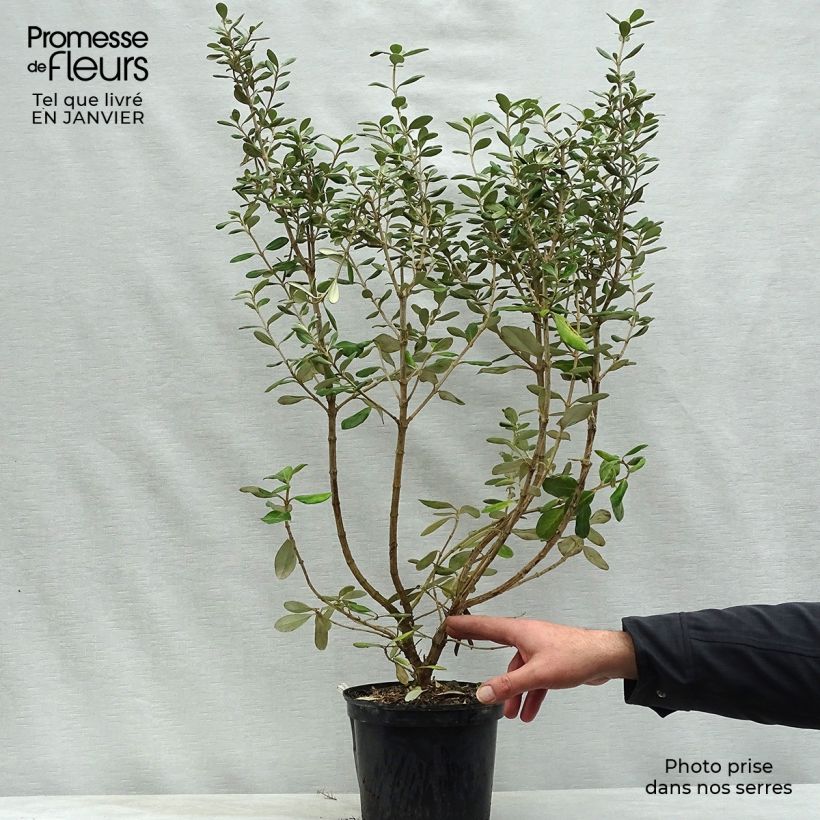 Example of Olearia traversii Pot van 2 l/3 l as you get in hiver