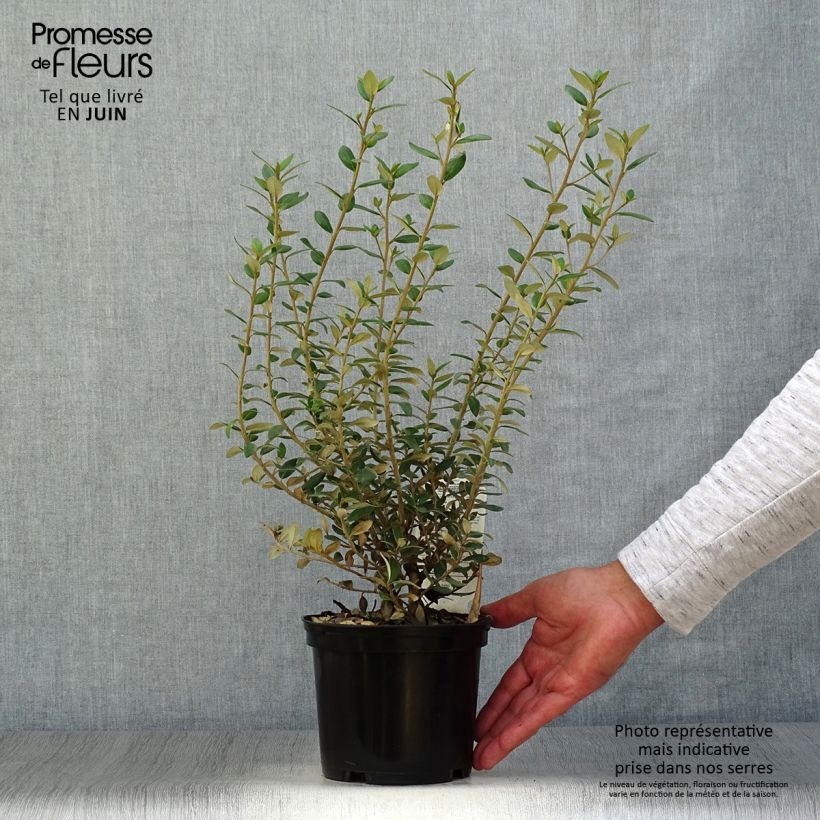 Exemplaar van Olearia haastii - Boomaster Pot van 2 l/3 l zoals geleverd in de zomer