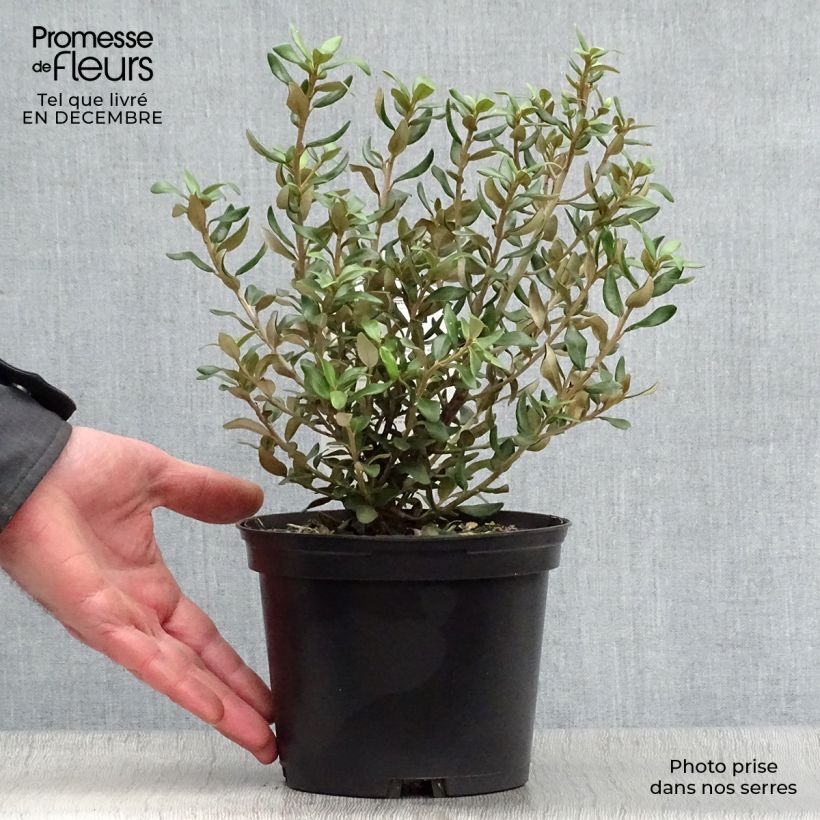Example of Olearia (x)  haastii - Aster en arbre Pot van 2 l/3 l as you get in hiver