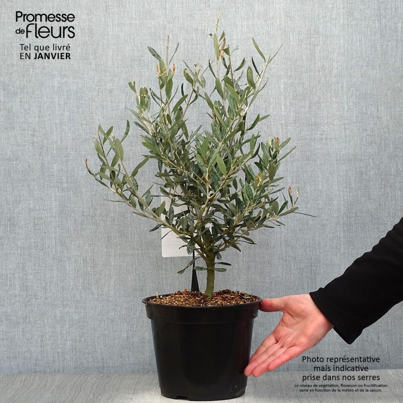 Exemplaar van Olijfboom Negrette Pot van 4 l/5 l zoals geleverd in de winter