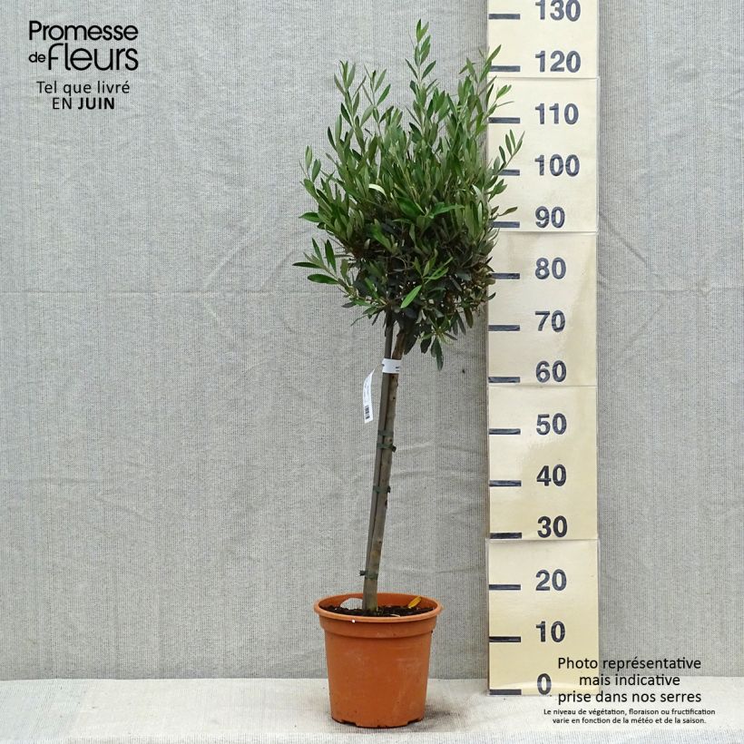 Exemplaar van Olea europaea - Olijfboom op een steel Pot van 4 l/5 l, Kwartstam zoals geleverd in de zomer