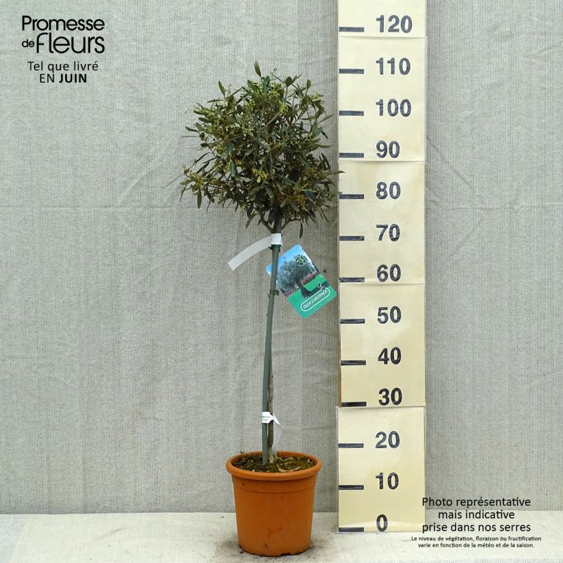Exemplaar van Olea europaea - Olijfboom op een steel Pot van 7,5 l/10 l, Half-hoge stam zoals geleverd in de zomer