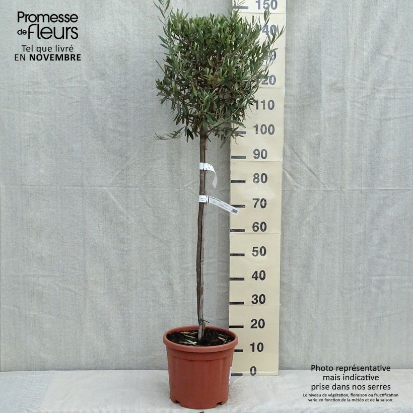 Exemplaar van Olea europaea - Olijfboom op een steel Pot van 7,5 l/10 l, Half-hoge stam zoals geleverd in de herfst
