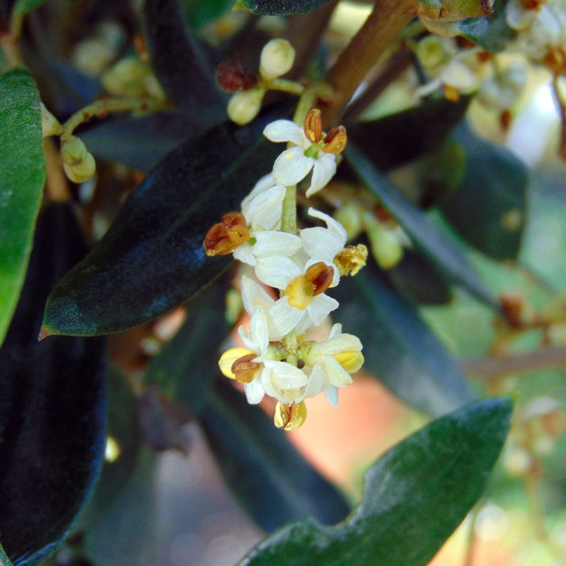 Olea europaea - Olijfboom (Flowering)