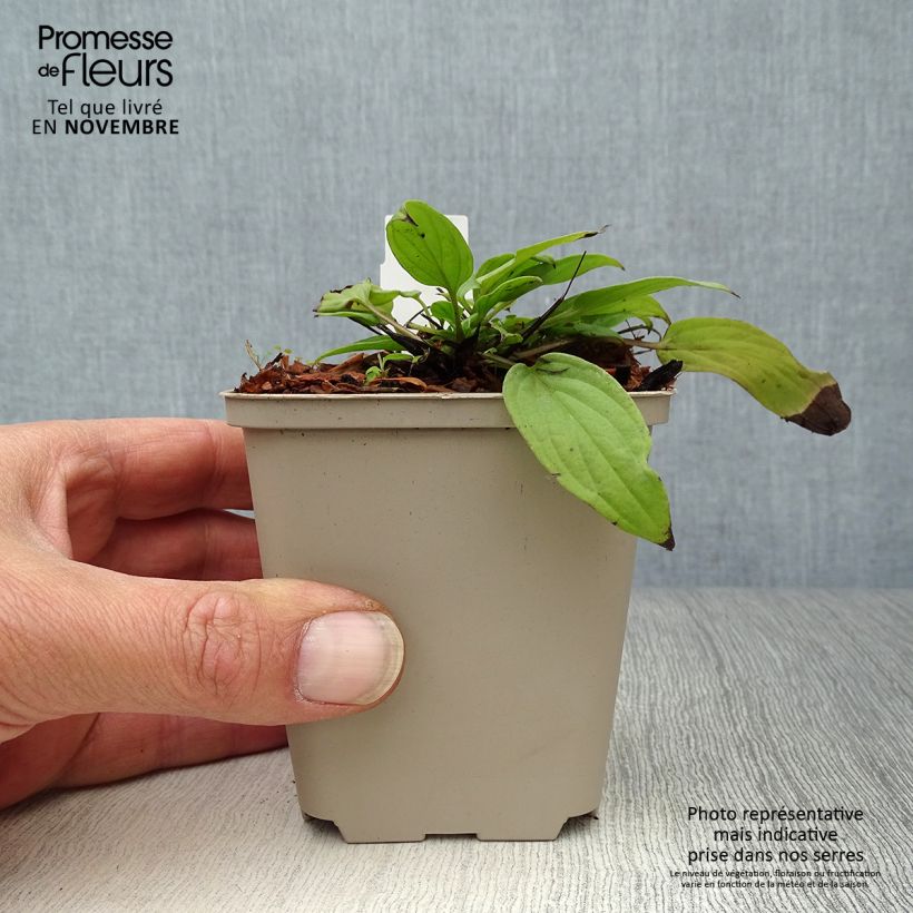 Exemplaar van Omphalodes cappadocica Cherry Ingram - Voorjaarsvergeet-mij-nietje Kweekpotje van 8/9 cm zoals geleverd in de herfst