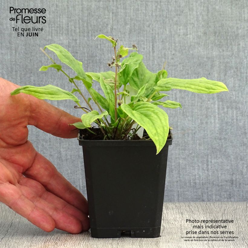 Exemplaar van Omphalodes cappadocica Cherry Ingram - Voorjaarsvergeet-mij-nietje Kweekpotje van 8/9 cm zoals geleverd in de zomer