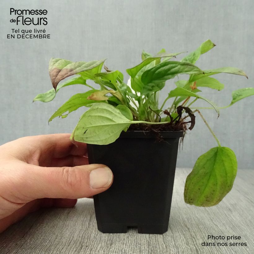 Example of Omphalodes Cappadocica Cherry Ingram Kweekpotje van 8/9 cm as you get in hiver