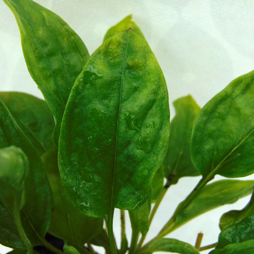 Omphalodes cappadocica Lilac Mist - Voorjaarsvergeet-mij-nietje (Blad)