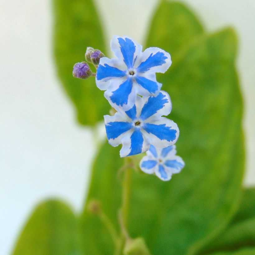 Omphalodes cappadocica Starry Eyes - Voorjaarsvergeet-mij-nietje (Bloei)