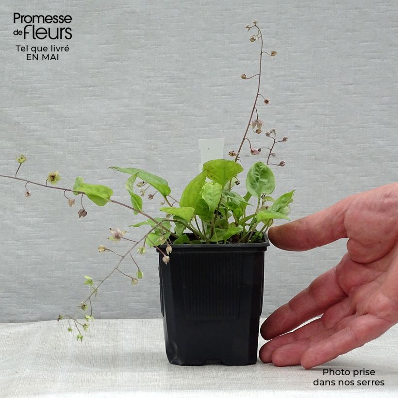 Exemplaar van Omphalodes cappadocica Starry Eyes - Voorjaarsvergeet-mij-nietje Kweekpotje van 8/9 cm zoals geleverd in de lente