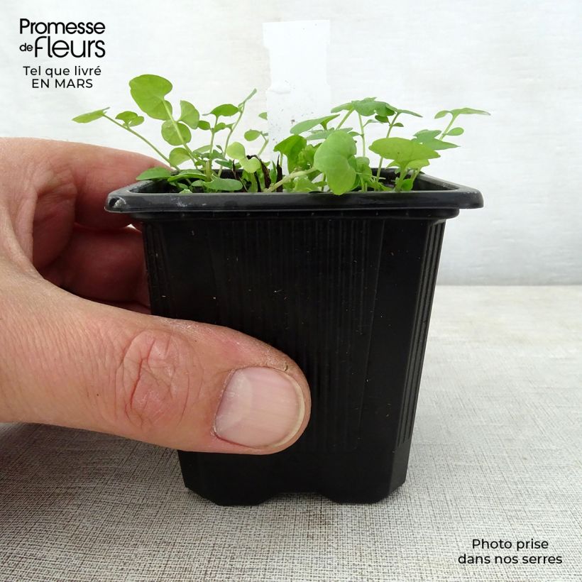 Exemplaar van Omphalodes verna Alba - Amerikaans vergeet-mij-nietje Kweekpotje van 8/9 cm zoals geleverd in de lente