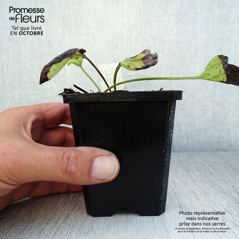 Exemplaar van Omphalodes verna Alba - Amerikaans vergeet-mij-nietje Kweekpotje van 8/9 cm zoals geleverd in de herfst