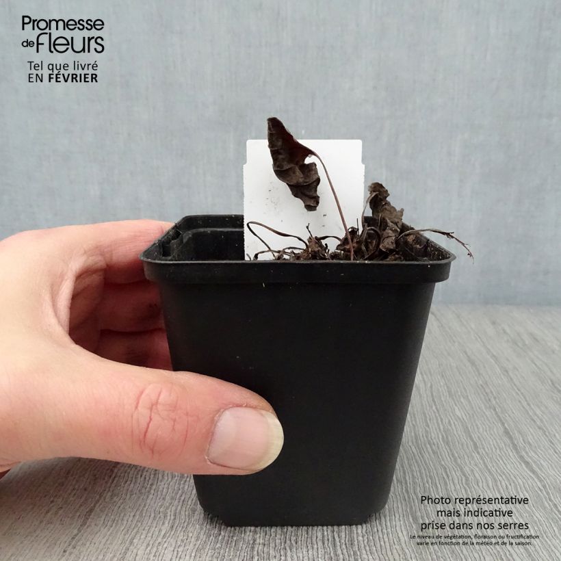 Example of Omphalodes verna Alba - Petite bourrache blanche Kweekpotje van 8/9 cm as you get in hiver