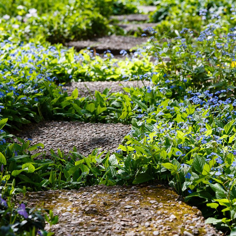 Omphalodes verna - Amerikaans vergeet-mij-nietje (Groeiplaats)