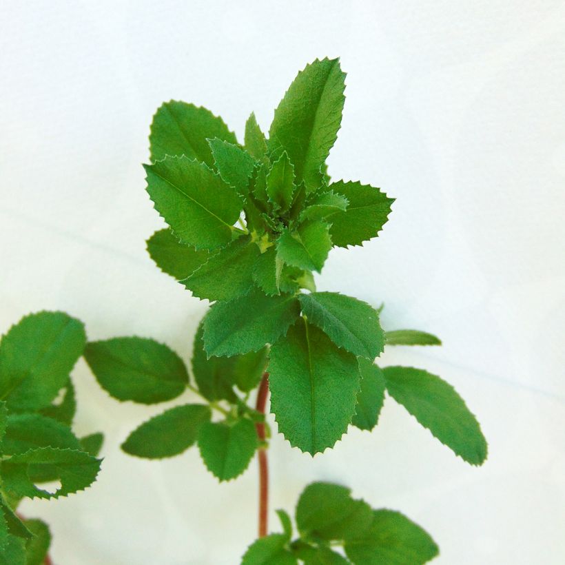 Ononis spinosa - Kattendoorn (Foliage)