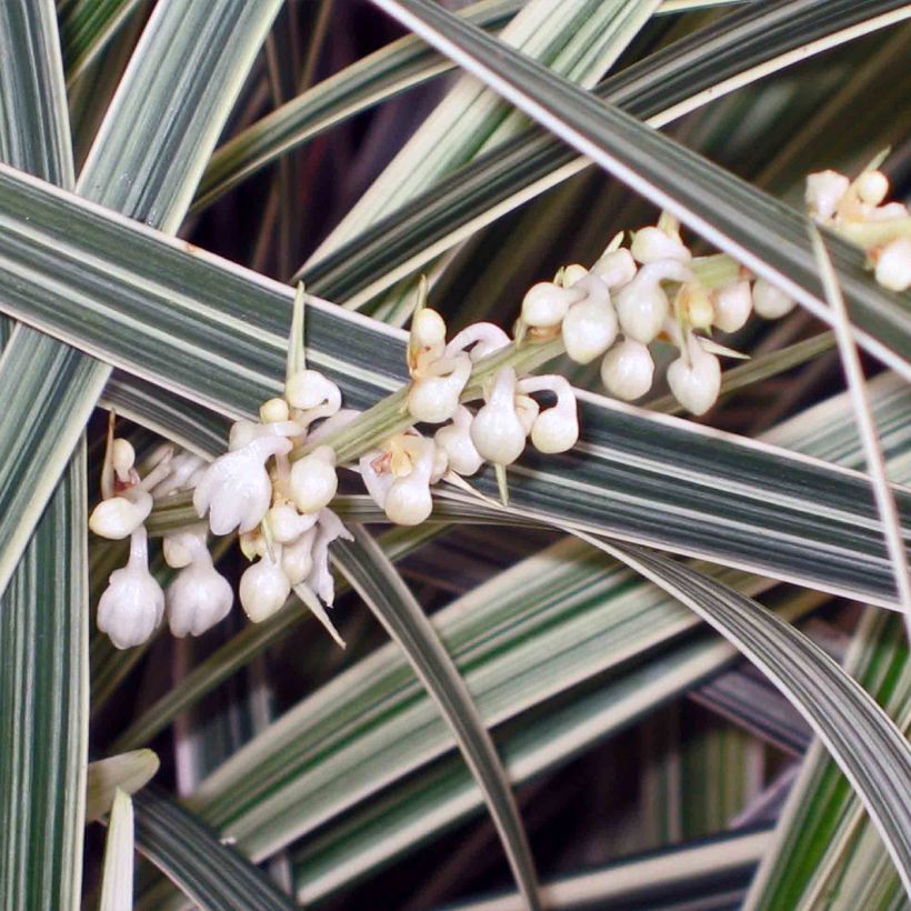 Ophiopogon jaburan Albo Variegata - Slangenbaard (Bloei)