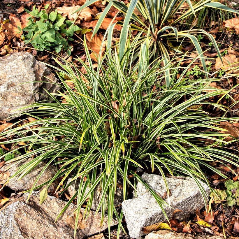 Ophiopogon jaburan Albo Variegata - Slangenbaard (Groeiplaats)