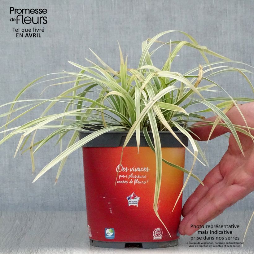 Exemplaar van Ophiopogon jaburan Albo Variegata - Slangenbaard Pot van 2 l/3 l zoals geleverd in de lente