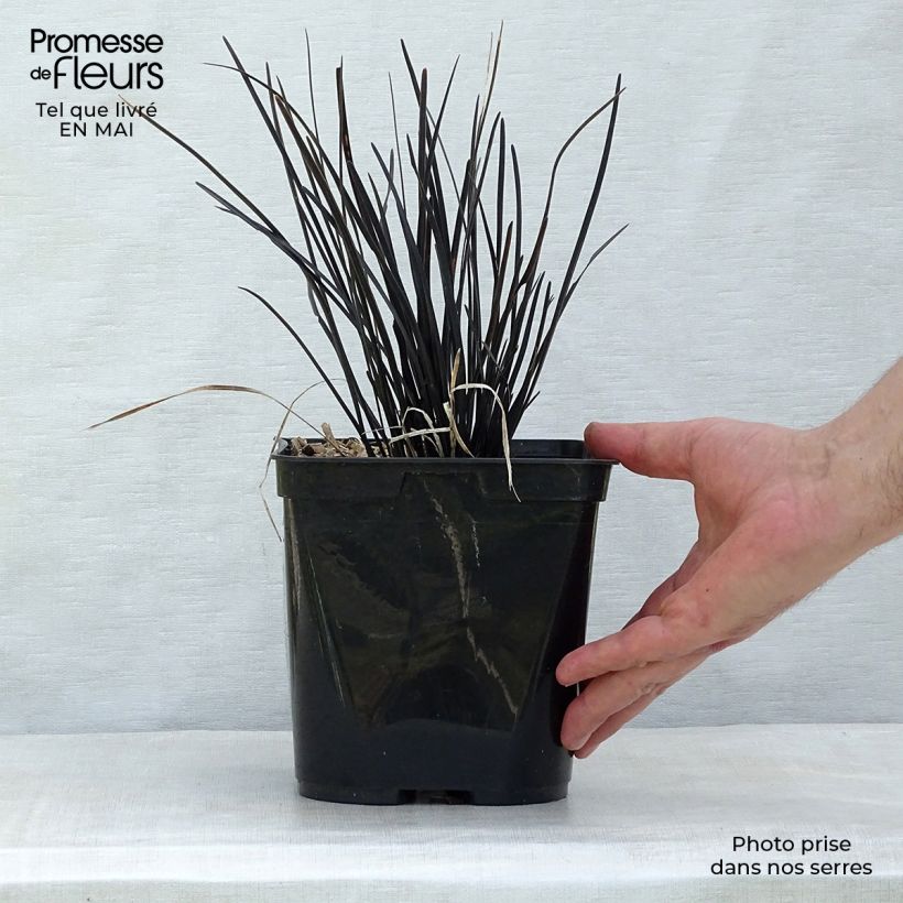 Exemplaar van Ophiopogon Hosoba Kokuryu - Slangenbaard Pot van 2 l/3 l zoals geleverd in de lente
