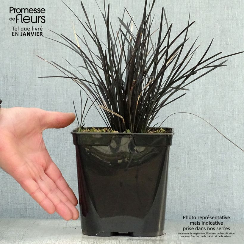 Example of Ophiopogon Hosoba Kokuryu Pot van 2 l/3 l as you get in hiver