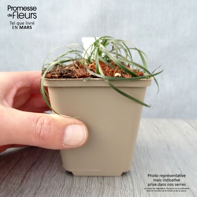 Exemplaar van Ophiopogon chingii - Chinese slangenbaard Kweekpotje van 8/9 cm zoals geleverd in de lente