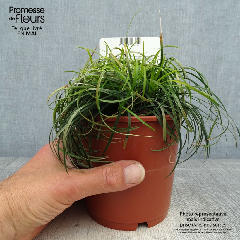Exemplaar van Ophiopogon chingii - Chinese slangenbaard Pot van 1 l/1,5 l zoals geleverd in de lente