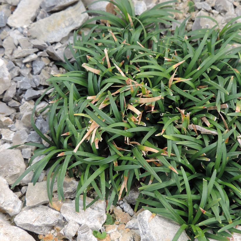 Ophiopogon japonicus Minor - Japanse slangenbaard (Groeiplaats)