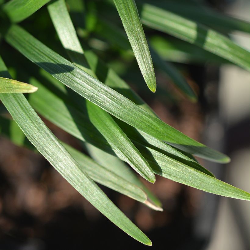 Ophiopogon japonicus Minor - Japanse slangenbaard (Blad)