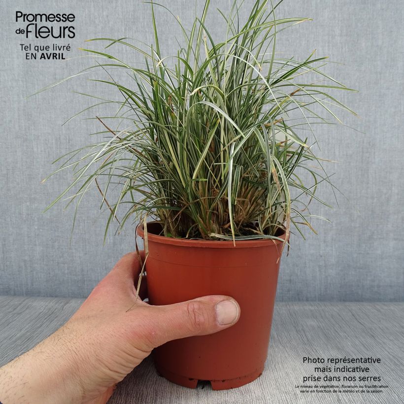 Exemplaar van Ophiopogon japonicus Silver Mist - Japanse slangenbaard Pot van 1 l/1,5 l zoals geleverd in de lente