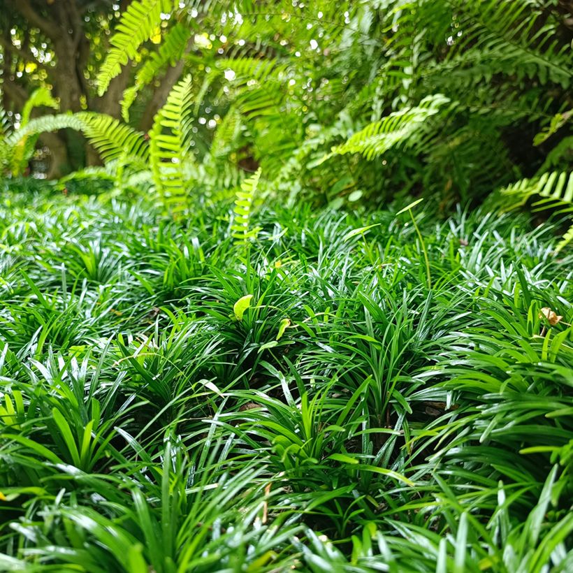 Ophiopogon japonicus Minor (Groeiplaats)