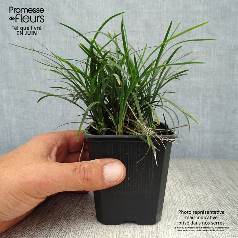 Exemplaar van Ophiopogon japonicus Minor Kweekpotje van 8/9 cm zoals geleverd in de zomer