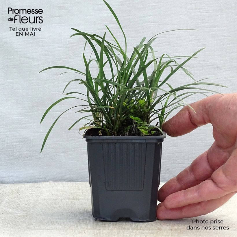 Exemplaar van Ophiopogon japonicus Minor Kweekpotje van 8/9 cm zoals geleverd in de lente