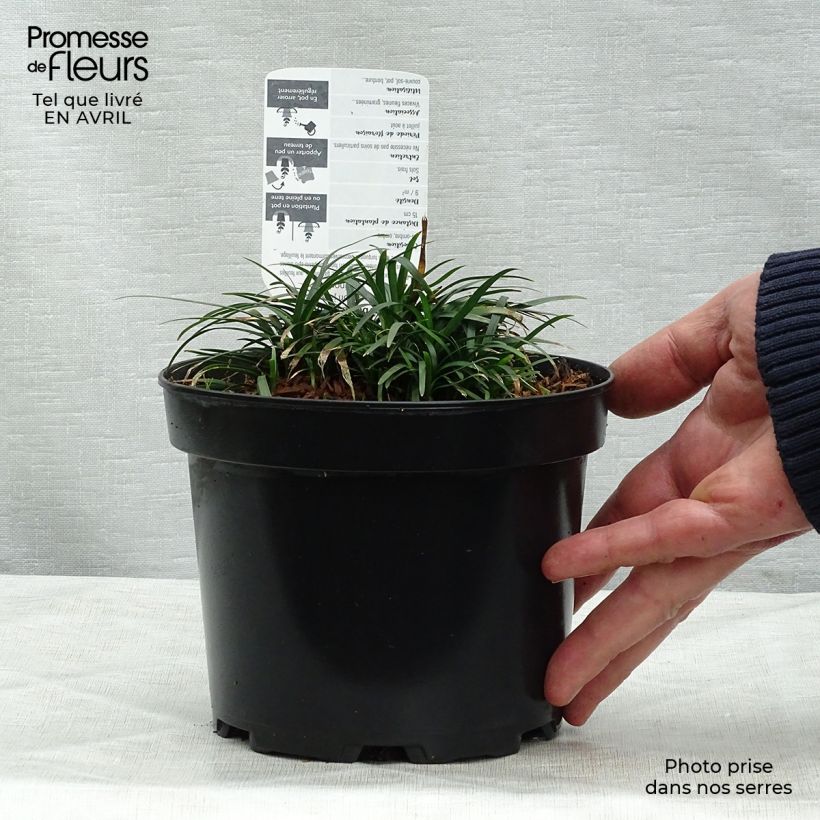 Exemplaar van Ophiopogon japonicus Minor Pot van 2 l/3 l zoals geleverd in de lente
