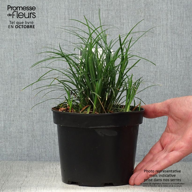 Exemplaar van Ophiopogon japonicus Minor Pot van 2 l/3 l zoals geleverd in de herfst