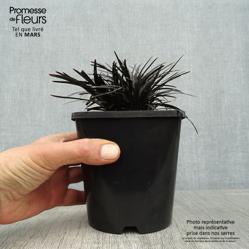 Exemplaar van Ophiopogon planiscapus Black Dragon - Slangenbaard Pot van 1 l/1,5 l zoals geleverd in de lente