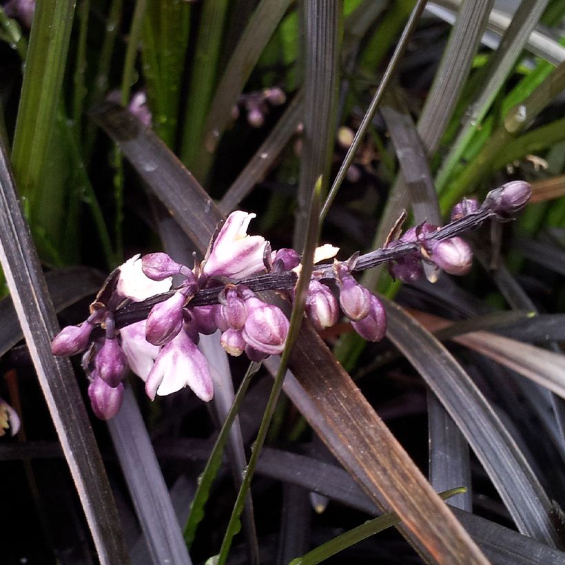 Ophiopogon planiscapus Black Dragon - Slangenbaard (Bloei)