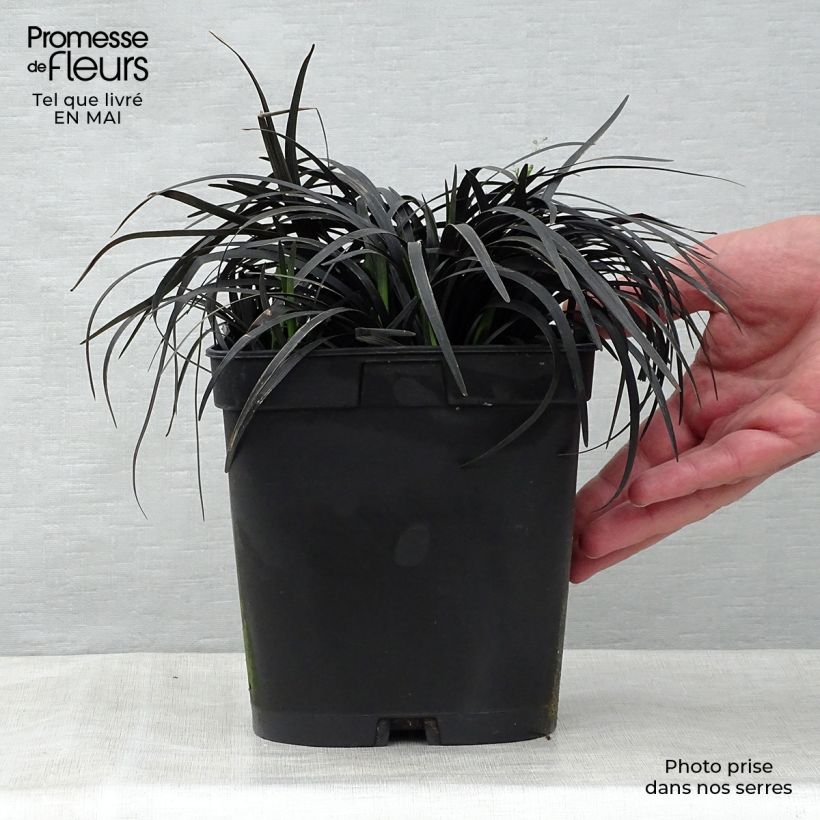 Exemplaar van Ophiopogon planiscapus Nigrescens - Slangenbaard Pot van 2 l/3 l zoals geleverd in de lente