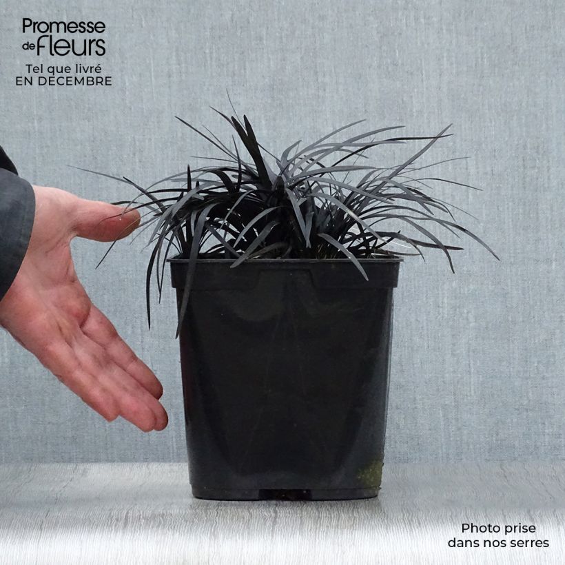 Example of Ophiopogon noir - Ophiopogon planiscapus Nigrescens Pot van 2 l/3 l as you get in hiver
