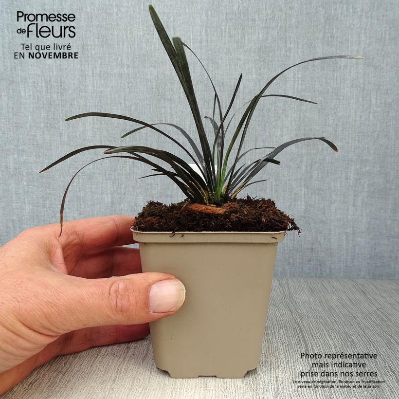 Exemplaar van Ophiopogon planiscapus Nigrescens - Slangenbaard Kweekpotje van 8/9 cm zoals geleverd in de herfst