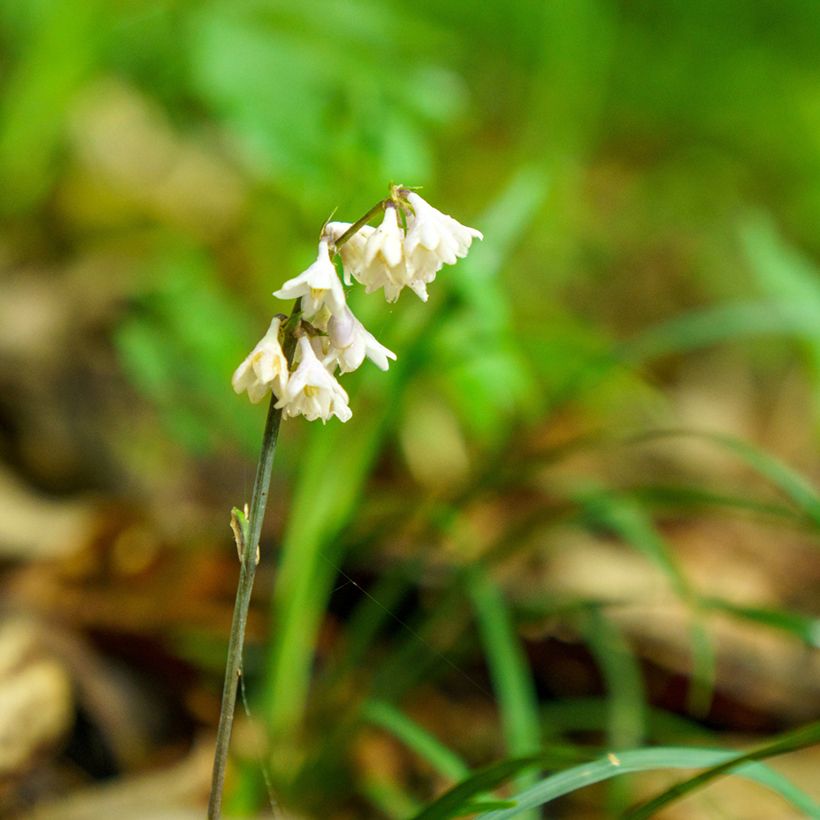 Ophiopogon planiscapus Olivaceus - Slangenbaard (Bloei)
