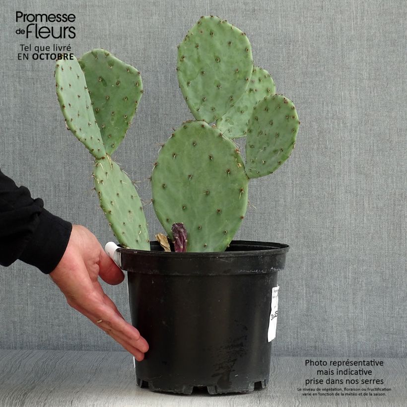 Exemplaar van Opuntia Alta - Schijfcactus Pot van 4 l/5 l zoals geleverd in de herfst