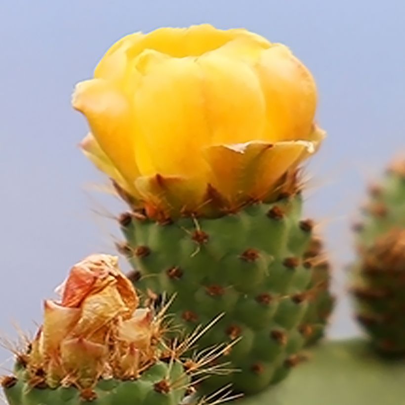 Opuntia Alta - Schijfcactus (Flowering)